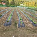 건우 농장 이미지