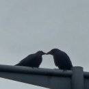 반포지효 (反哺之孝) 이미지