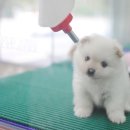 아지랑양이 이미지