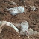 오향4리 이미지