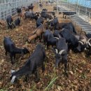 용호농장 이미지