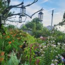 봉숭아물 물들이다 이미지