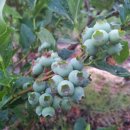 병용농장 이미지