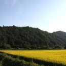 봉평메밀밭 이미지