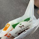 푸른별안과동물병원 | 청주 강아지 푸른별 안과 백내장