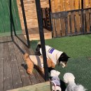 벨리독 이미지