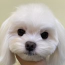 살롱드 베베 이미지