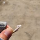 송전게이트볼장 | 3월 경기권 봄철 배스낚시_용인 송전지(이동저수지)
