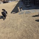 연지유치원 | 포항애견유치원 포항의 반려견 천국, 방문 후기