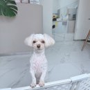 충북혁신도시 주니샵 리페인팅 시공후기