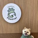 하우에버 포우에버 | 파주 헤이리 애견용품샵 하우에버 포우에버