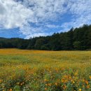 문곡소도동주민센터 | 강원도 태백산 국립공원(유일사 주차장) 황화코스모스 밭 / 가을 가볼만한 곳