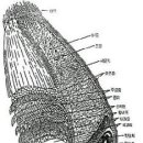 밀 수확 밀 종자의 구성성분과 제분 이미지