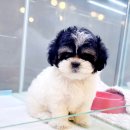 아이러브독 강아지분양 부천점 이미지