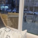 퍼피짱 대도점 | 고양이 미용맛집 포항고양이미용 퍼피짱 대도점