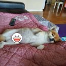 도그니엘(DOGNIEL) | [반려견 용품 쇼핑몰 강력추천!!]도그니엘 DOGNIEL🐶