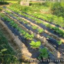 오천농장 이미지