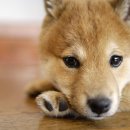 프리미엄캔넬 이미지