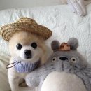 귀여운강아지 이미지