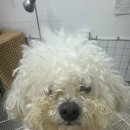 츄블리 펫 살롱 이미지