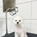 하루가다르개 이미지