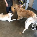 전주애견유치원 고마워복실아 | 전주애견카페 "고마워 복실아"