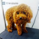 네오 동물병원 이미지