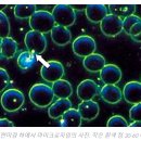 Microzymian 이론 또는 질병의 세균 이론 이미지