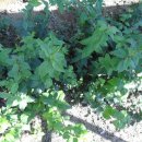 향수농장 이미지