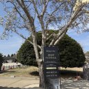 천아트(야간) | 경주 대릉원 첨성대 야간 미디어아트 시간 여행코스