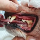 송정동물메디컬센터 이미지