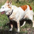 DOG IN US 이미지