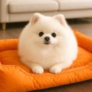 미통세탁 이미지