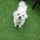 댕댕이 지구대 이미지