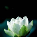 봉정사국화마을 이미지