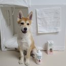 올리라피 이미지