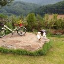 봄이네 애견 이미지