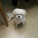 아띠그루밍 이미지