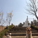 의성제일요양병원 | [의성] 강아지 오프리쉬 산책 가능한 의성펫월드 중소형견날 대형견이 쉼터 이용한 캠프닉 후기🐶