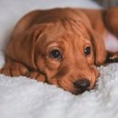 김포씨엘동물의료센터 이미지