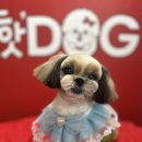 핫도그애견샵 이미지