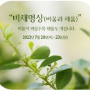 비채 이미지