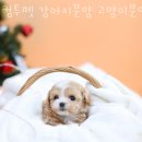 삼산사거리(40691) 네이버블로그