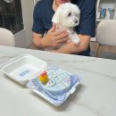 하늘바라기펫푸드 강아지수제간식 강아지케이크 이미지