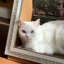 가야집 | 고양이 숨숨집, 집에가야돼 액자숨숨집 후기