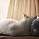 D&C 동물병원 이미지