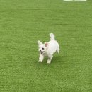 화이트애견 | 가평 애견 펜션 오블리&화이트펫 내돈내산 후기 (계곡, 수영장, 조식)