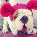 돼지두마리 이미지