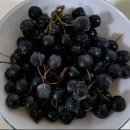 암, 퇴형성 뇌질환에도 좋은 아로니아 쉽게 복용하는 법 이미지