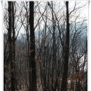 충주호 종댕이 이미지